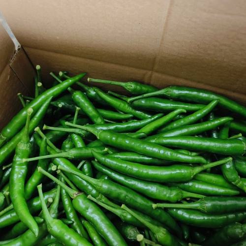 云南小米辣椒新鲜现摘青红辣椒