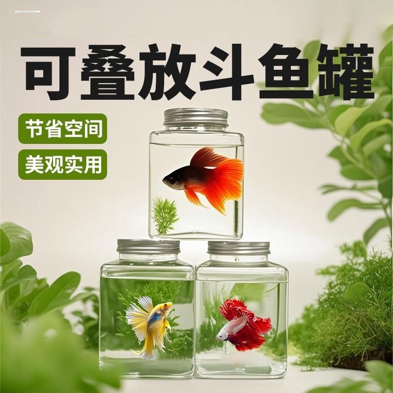 新手泰国斗鱼小型迷你桌面塑料罐