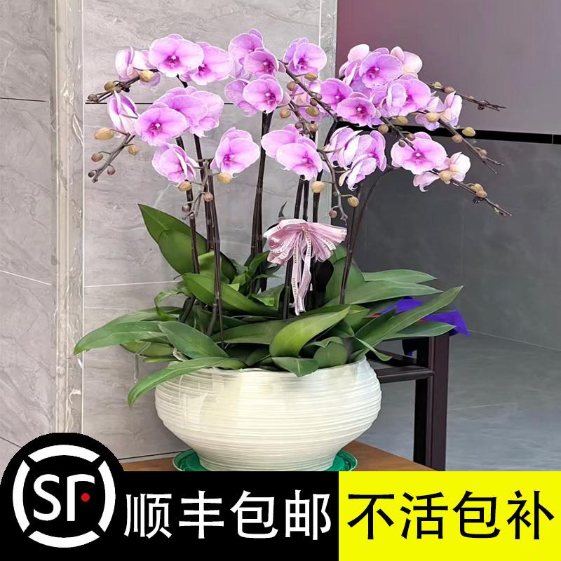 蝴蝶兰盆栽带花剑带花苞花苗好养大苗客厅室内绿植花卉四季植物