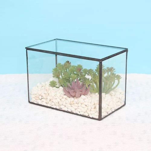 生态瓶青苔微景观盒子玻璃房盆景苔藓微缩森林缸桌面花盆摆件长方