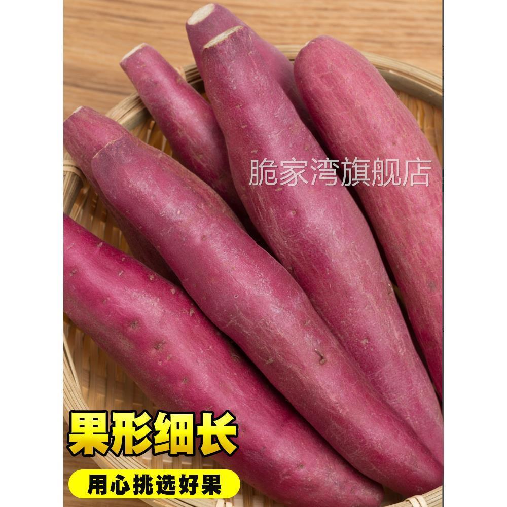 正宗陕西沙地板栗红薯新鲜农家自种黄心蜜薯香薯白心番薯糖心地瓜