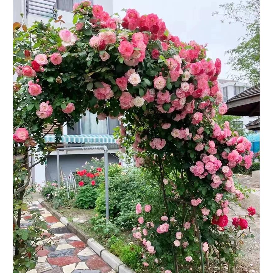 【樱霞】四季粉蔷薇藤本月季蔷薇月季花苗庭院阳台盆栽攀爬无花苞