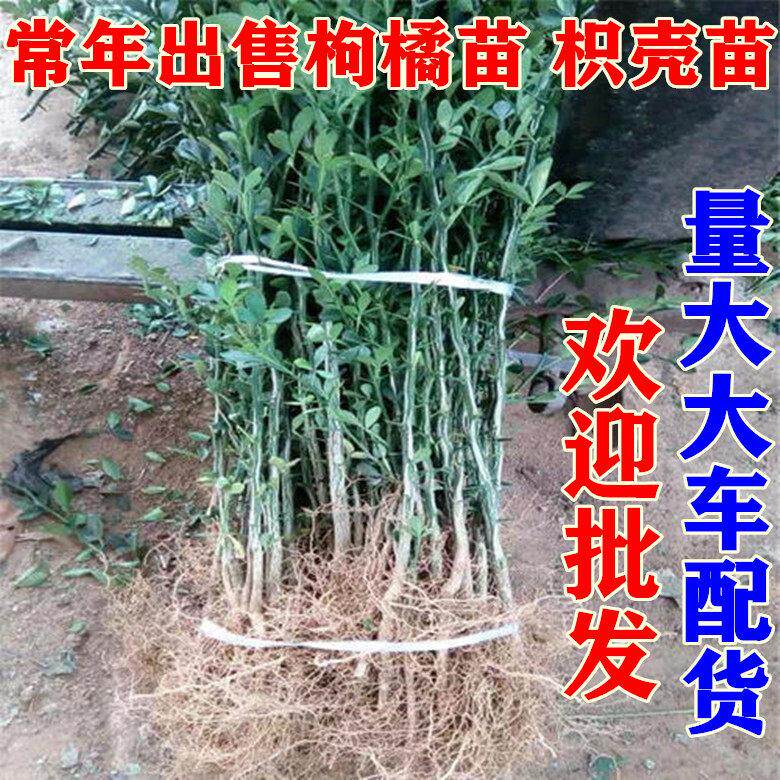 枳壳苗橙子柑桔枸橘苗嫁接积壳苗庭院围栏护园铁篱笆刺树围墙植物