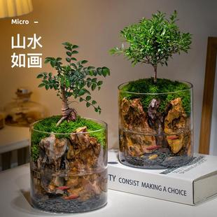 生态瓶苔藓微景观桌面盆栽青苔造景绿植物闷养鱼缸办公室水培摆件