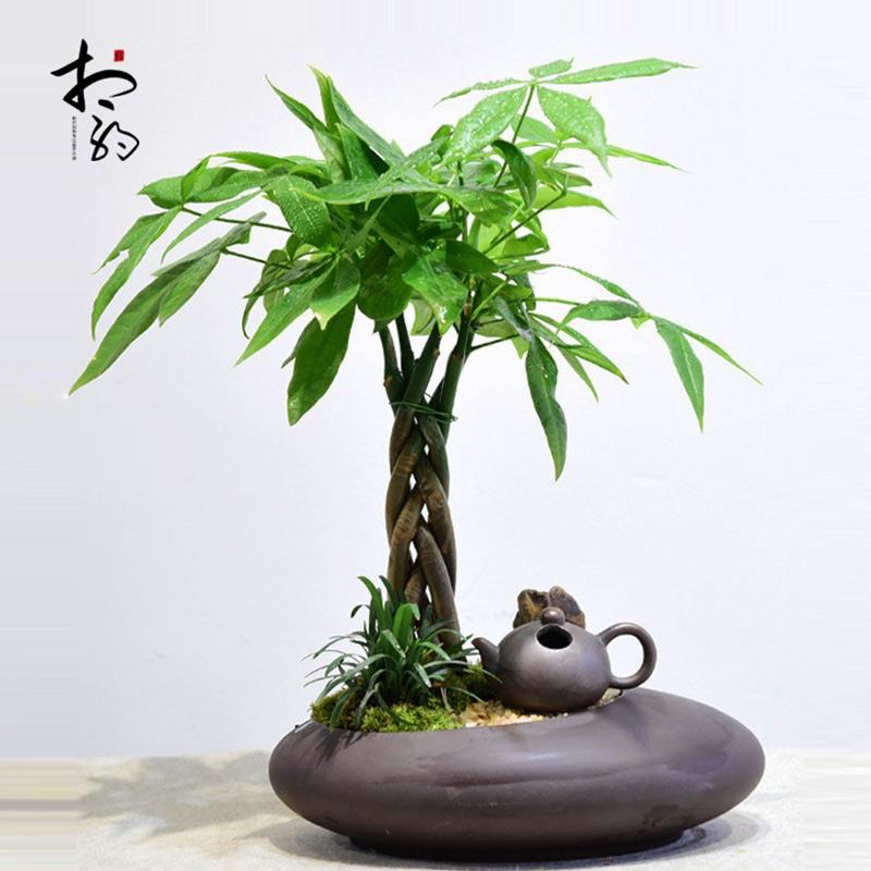 发财树盆栽植物礼物室内办公书房茶几招财树盆景四季常青绿植