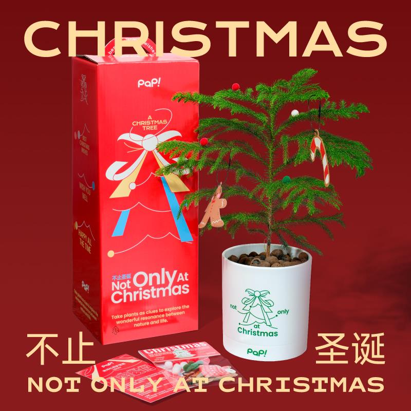 【圣诞礼物】PAP鲜活圣诞树礼盒闺蜜朋友南洋杉懒人室内绿植盆栽