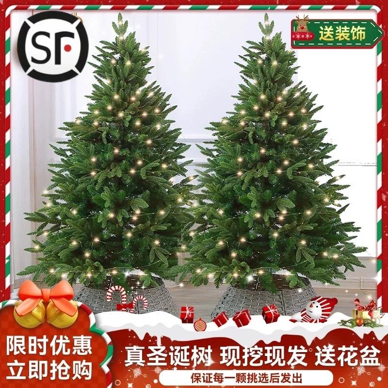 真的耶诞树盆栽真树活的挪威云杉真正的诺贝松真树松树耶诞节绿植