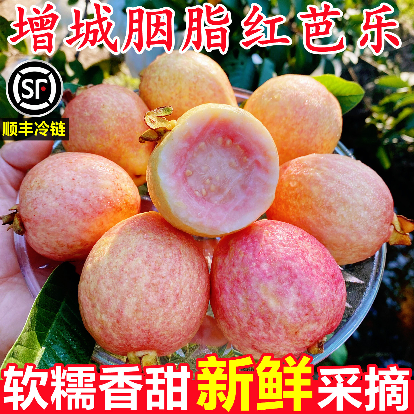 【增城胭脂红番石榴】已上热销榜