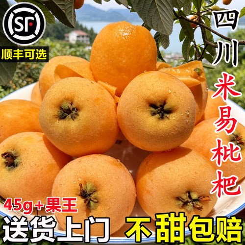 【四川大五星枇杷】官方推荐！