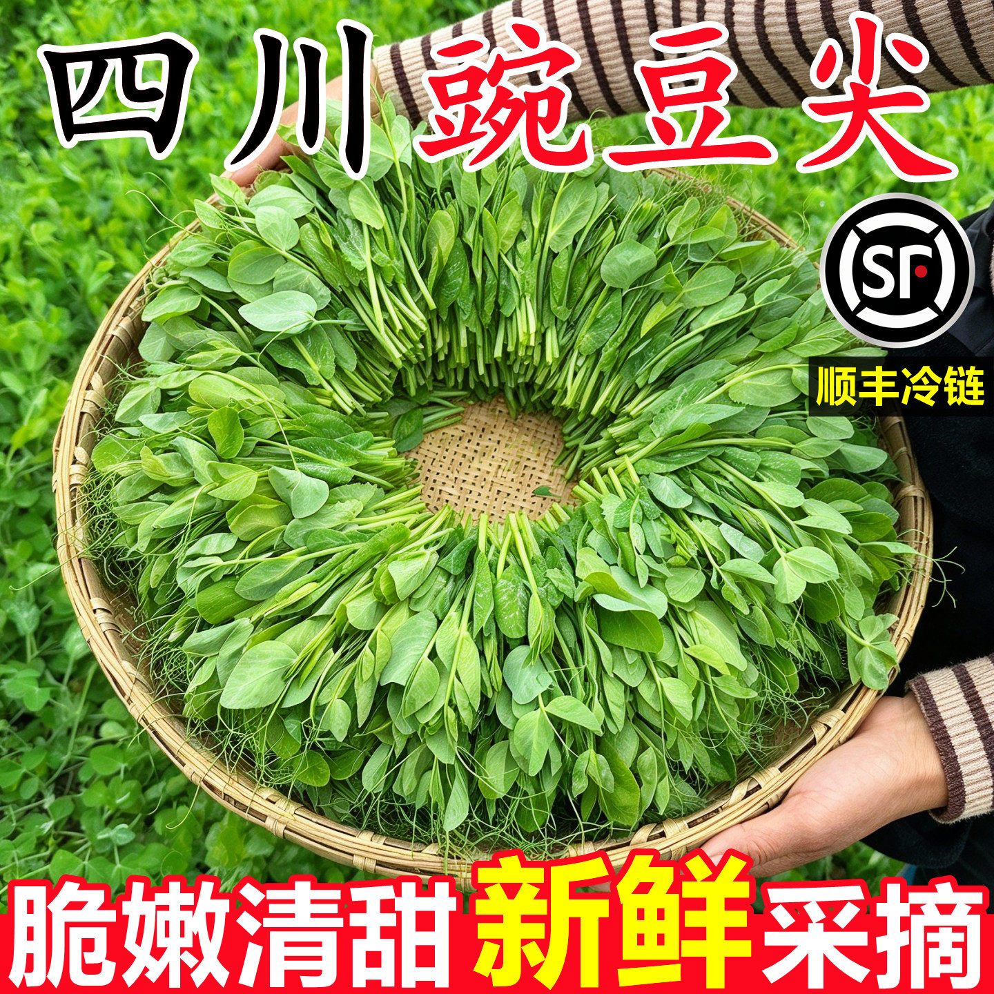 【正宗四川豌豆尖】已上热销榜!