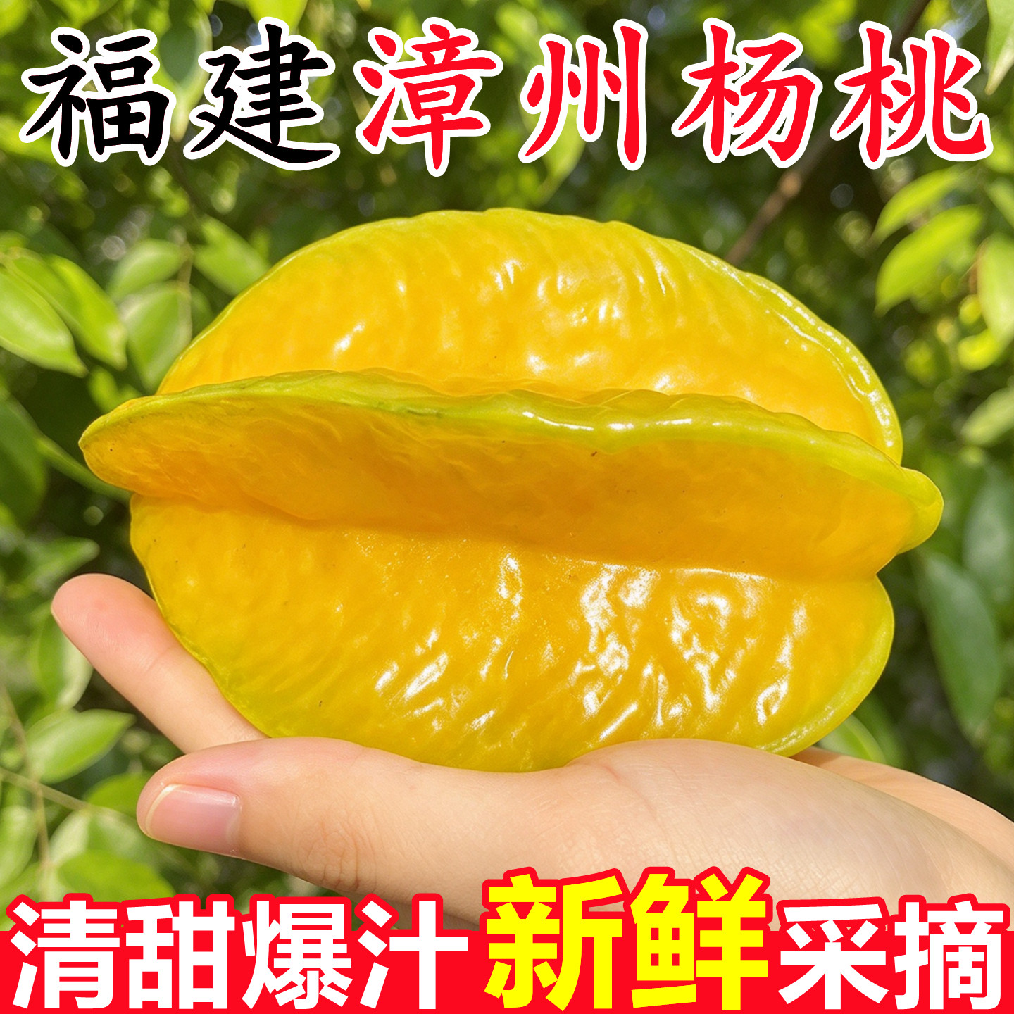 【正宗福建漳州杨桃】官方推荐!