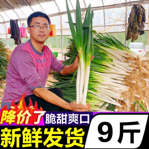 【正宗章丘铁杆大葱】官方推荐！