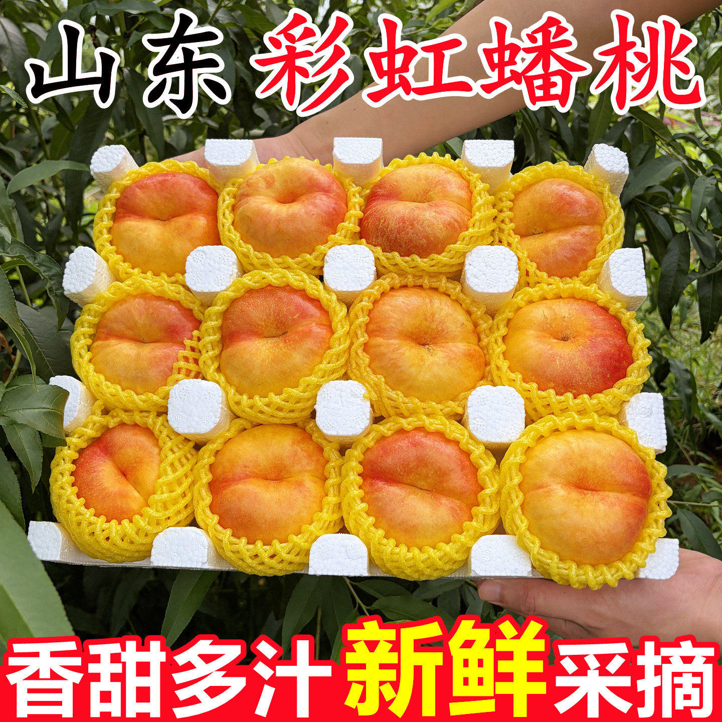 【山东彩虹油蟠桃】已上热销榜！