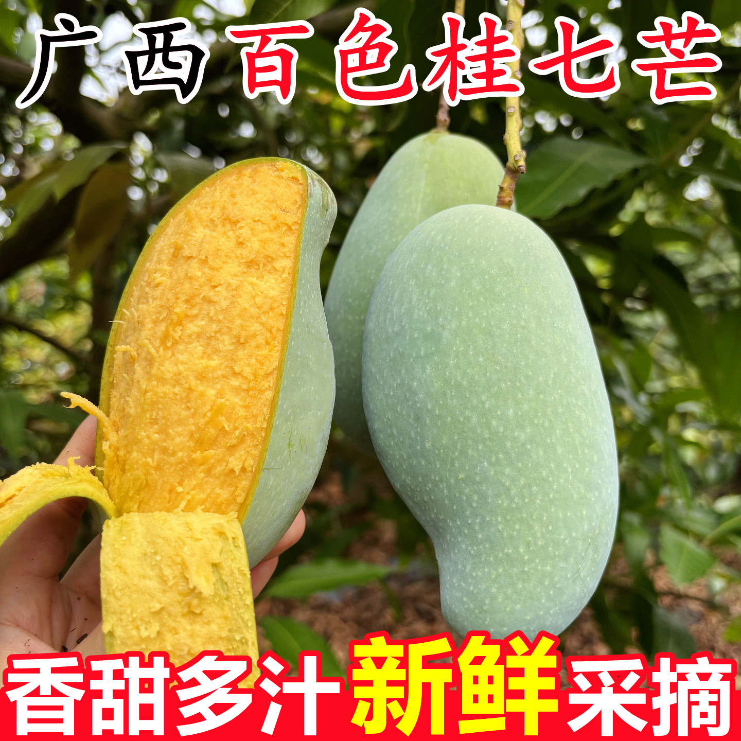 【广西百色桂七芒果】已上热销榜