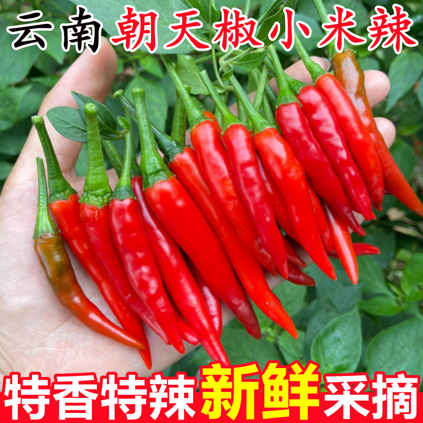 【云南朝天椒小米辣】已上热销榜