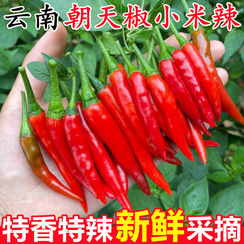 【云南朝天椒小米辣】已上热销榜