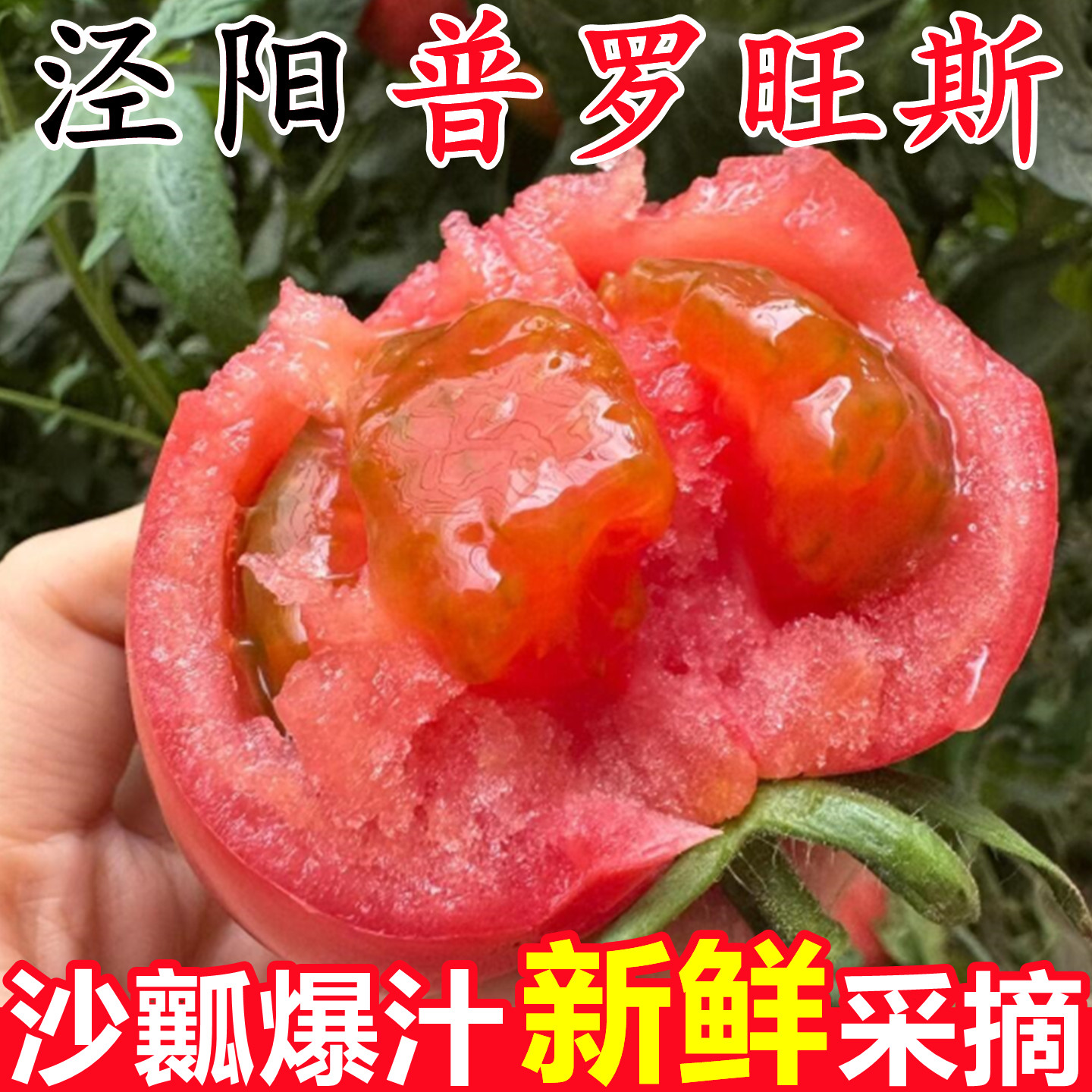 【普罗旺斯西红柿】已上热销榜!
