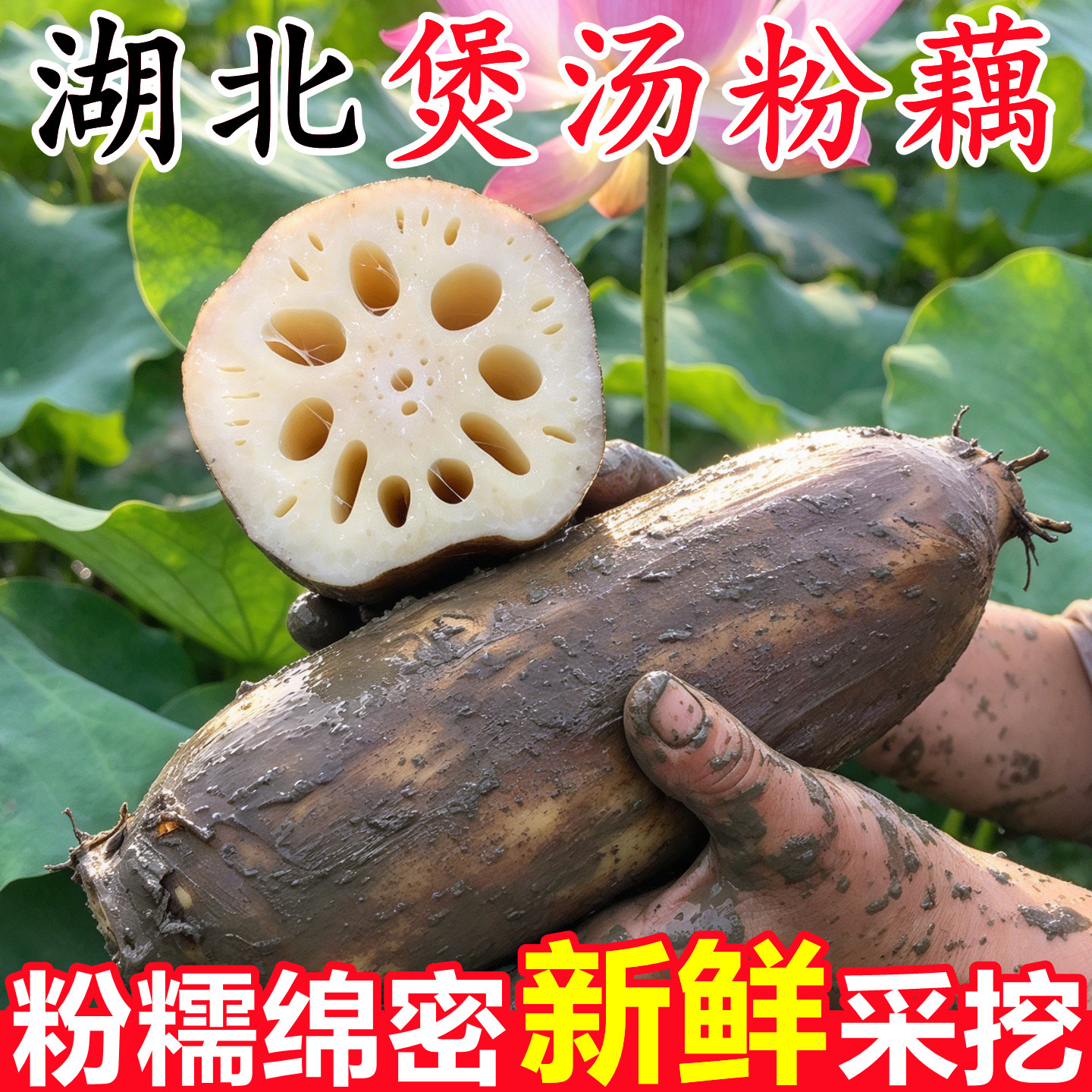 【煲汤粉藕正宗湖北新鲜莲藕】