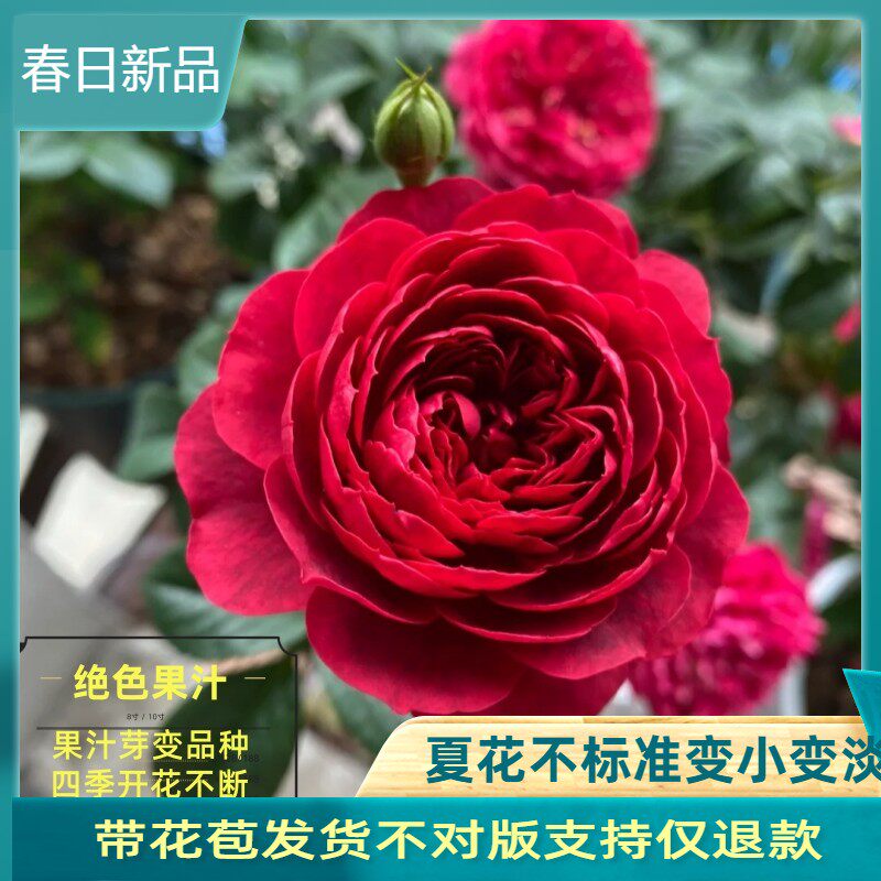 绝色果汁阳台芽变品种阳台月季大花微月四季开 花丰花盆栽玫瑰