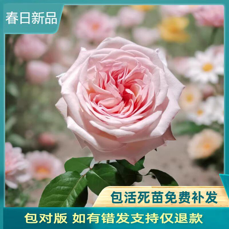 粉荔枝 粉哈娜大花浓香强抗病切花玫瑰直立性好 阳台盆栽庭院月季