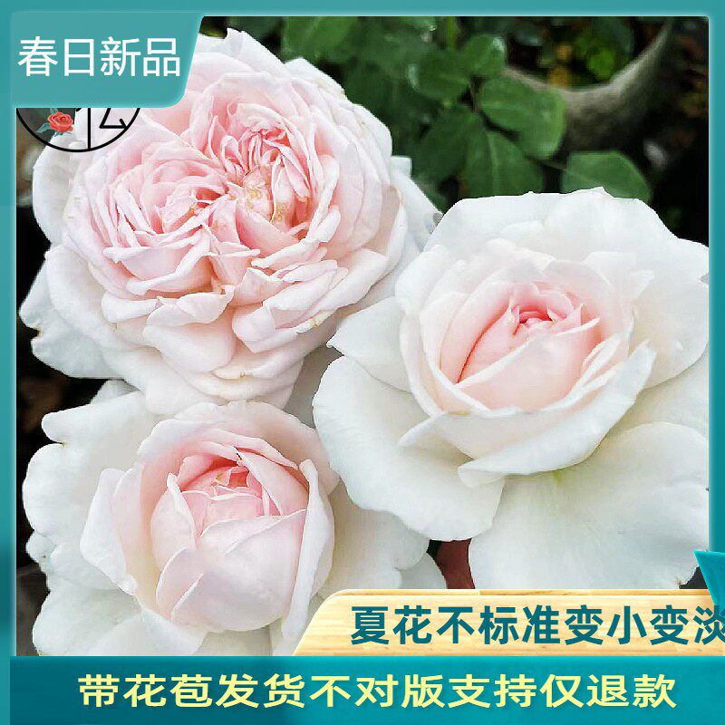 日月切花 草莓奶昔 浓香大花超新品包子月季玫瑰盆栽地栽扦插苗