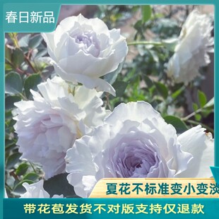 加百列大天使月季花苗四季浓香大花庭院阳台花卉植物玫瑰盆栽天狼