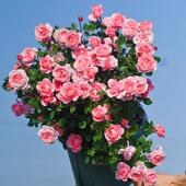 天狼月季 2.8升盆栽苗庭院花园易养护观赏性四季 花卉家庭园艺绿植