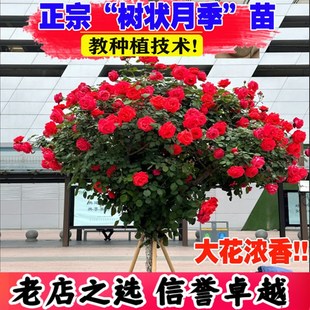 树桩月季花苗特大花嫁接四季树状棒棒糖月季树苗盆栽花卉植物庭院