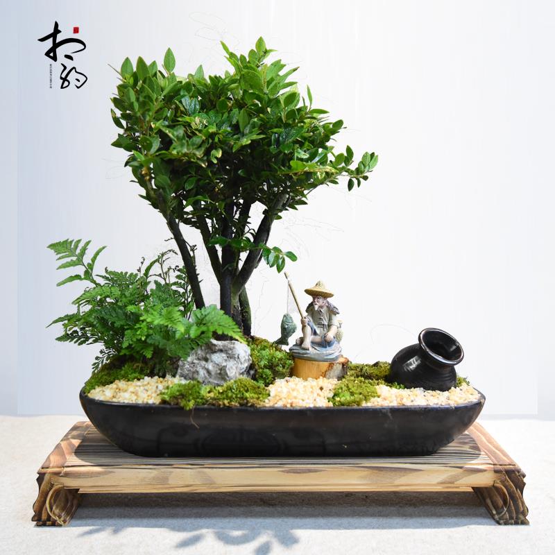 小叶紫檀盆景黑骨茶盆栽老桩盘景室内四季常青书房阳台好养植物