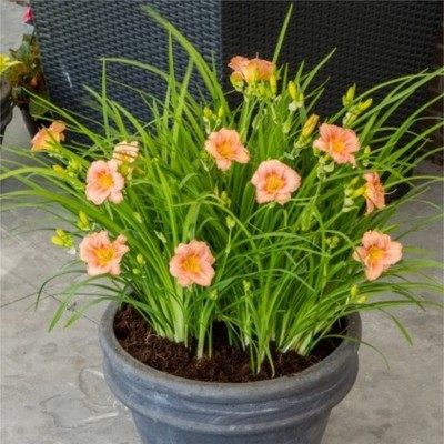 萱草花苗大花萱草金娃娃忘忧草室内庭院盆栽地载四季易活绿化花苗