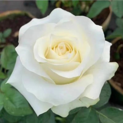 白骄傲月季白巧克力月季玫瑰特大花苗切花四季庭院阳台花卉植物