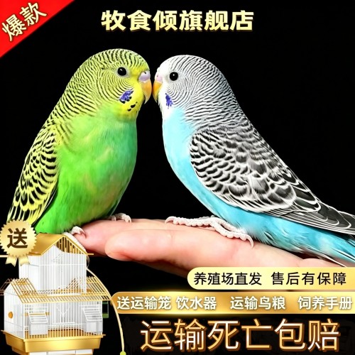 虎皮鹦鹉公母一对双层鸟笼套餐
