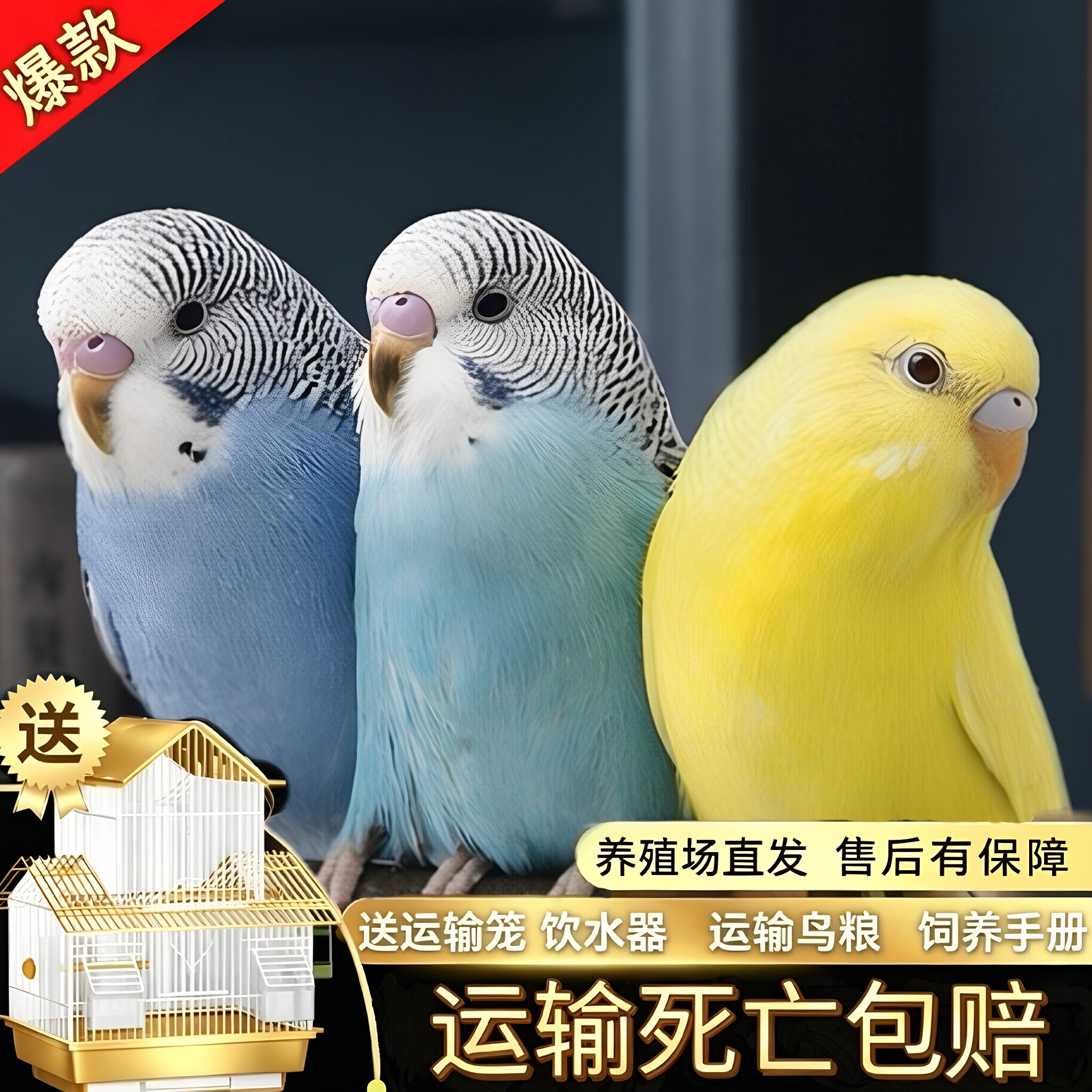 鹦鹉活鸟虎皮鹦鹉鸟类小鸟会学说话的鸟手养宠物小型鹦鹉一公一母