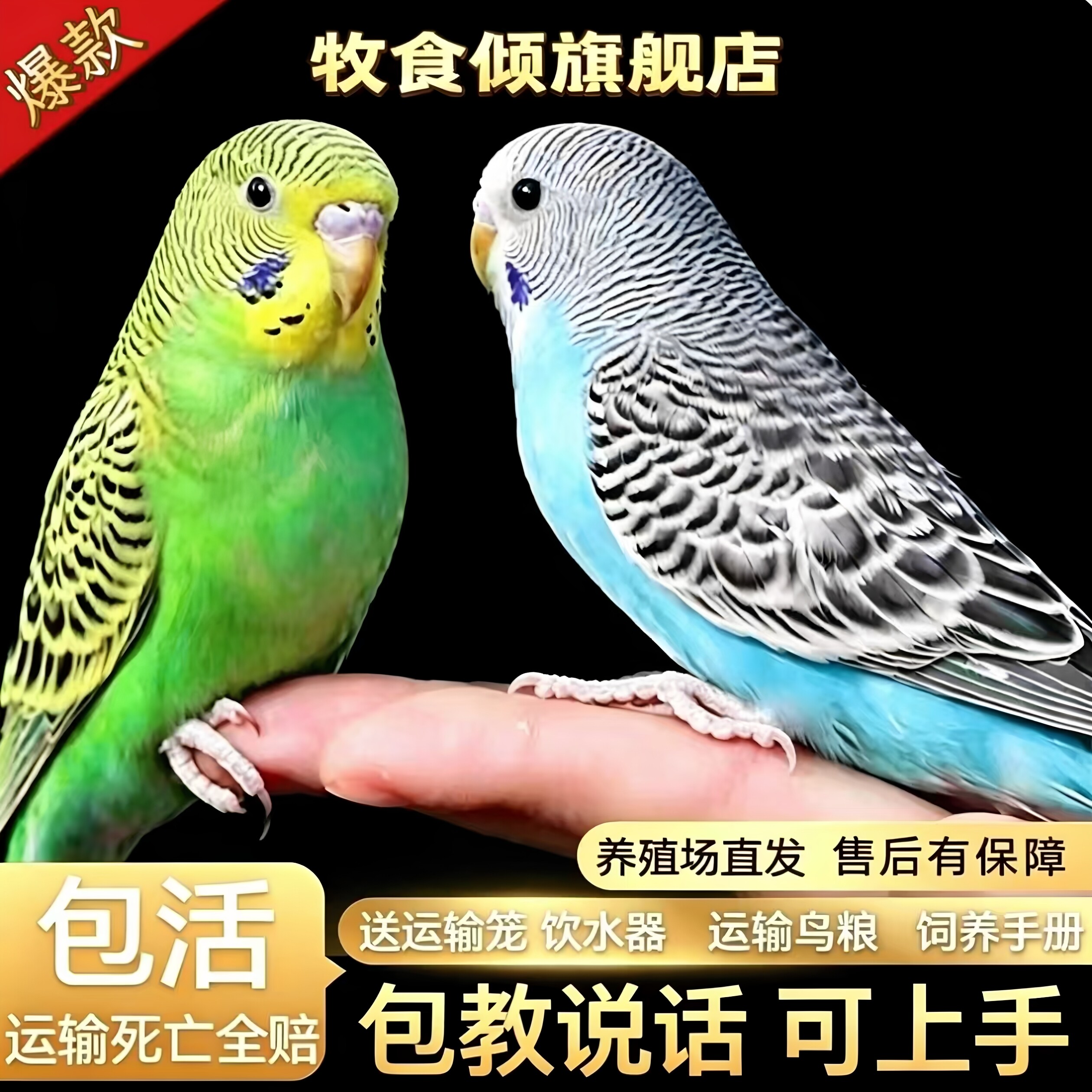 【牧食倾】专注品质，只卖健康鸟