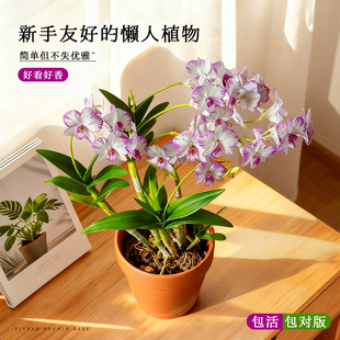 香水白泼墨石斛兰盆栽花期带花苞四季名贵兰花苗客厅花卉绿植水培