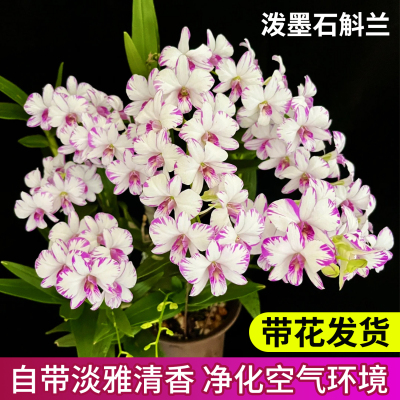泼墨秋石斛兰花苗现带花卉好养
