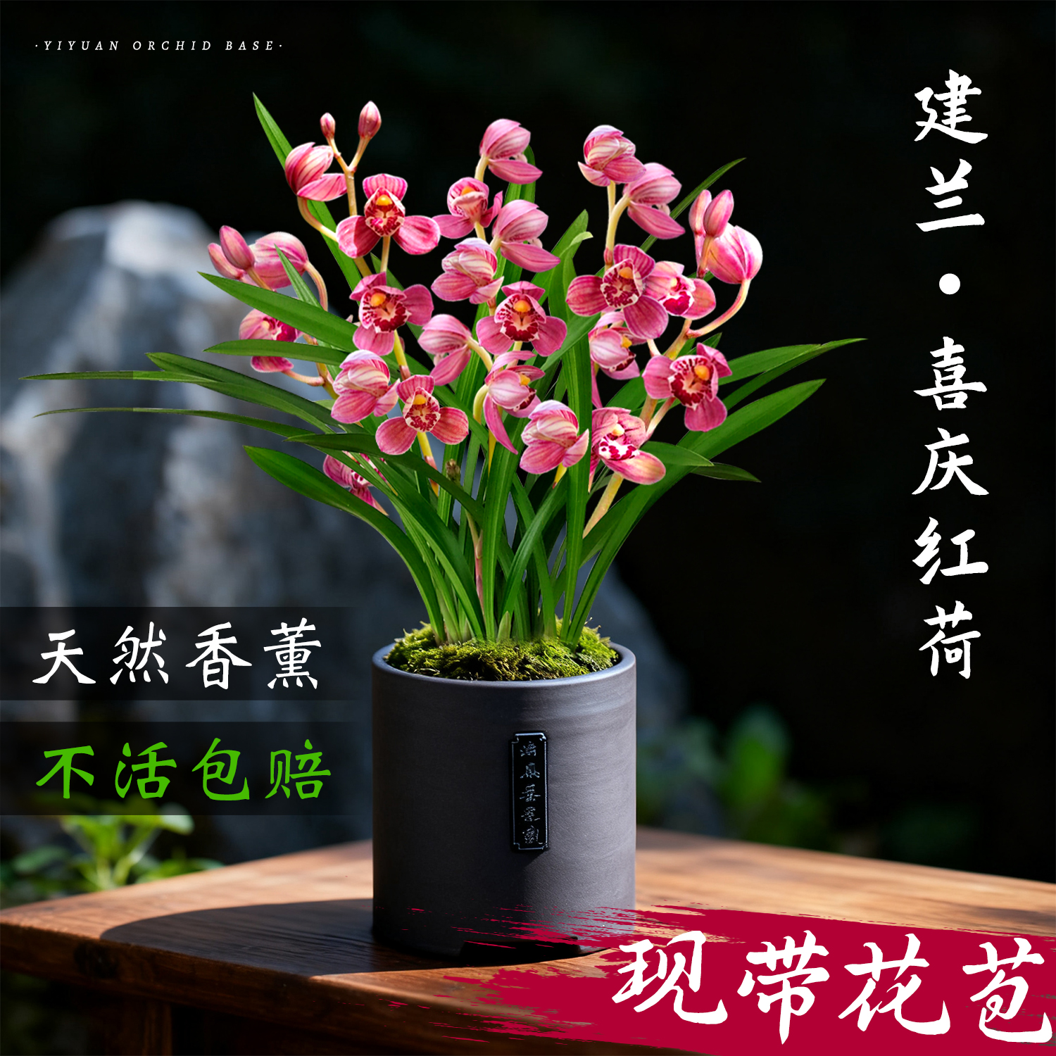 高端名贵建兰带花苞系列四季浓香