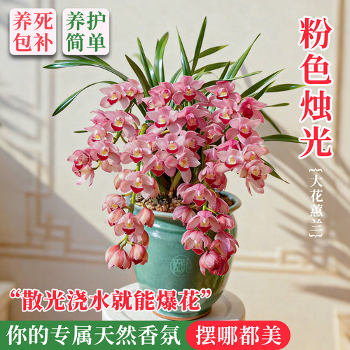 高端名贵大花蕙兰花盆栽冬带花苞