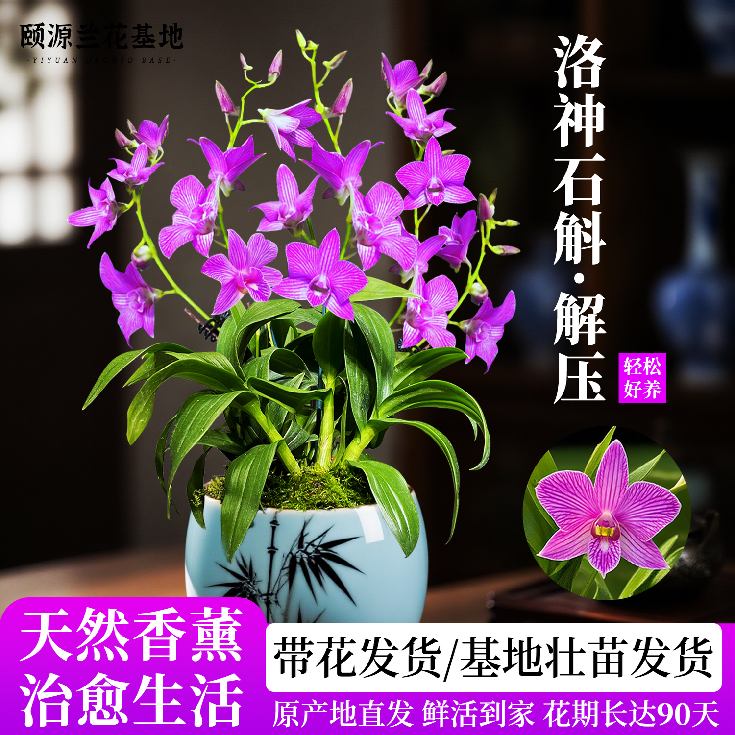 洛神石斛兰现带花苞玫瑰盆栽花卉