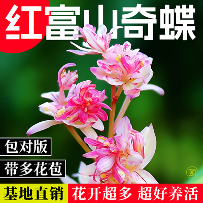 红富山奇蝶建兰花苗带超多花苞