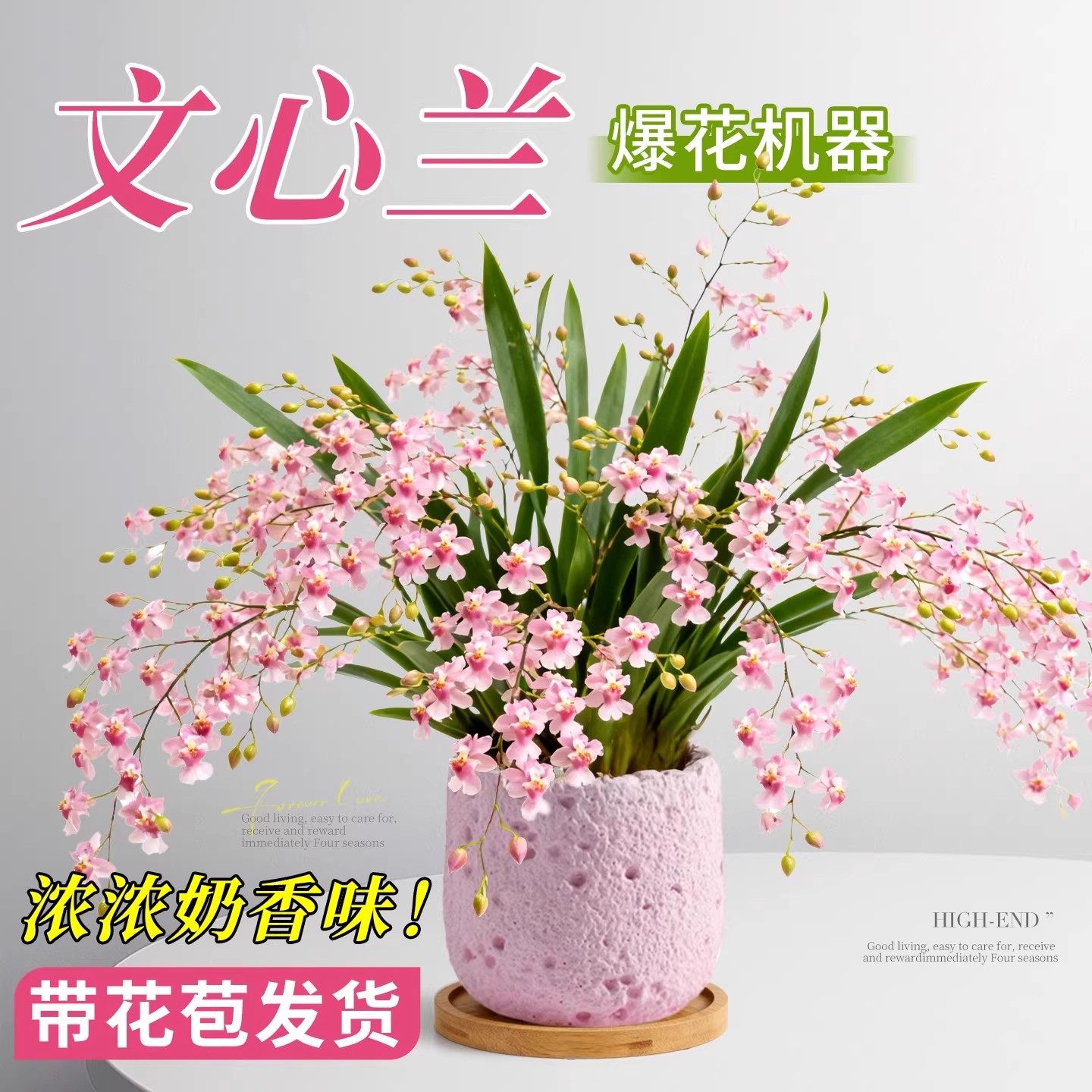 水培好养香水文心兰带花苞盆栽梦香室内名贵迷你浓香植物四季花卉,鲜花速递/花卉仿真/绿植园艺,国兰/杂交兰/洋兰类,淘宝优惠券,粉丝福利购,淘宝优惠卷