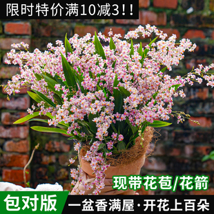 梦香文心兰苗浓香水培带花苞室内名贵盆栽迷你四季植物开花卉香水