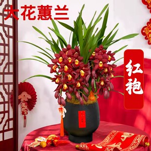 【大红袍】开花浓香大花蕙兰中国红现带花苞好养易活兰花绿植花卉
