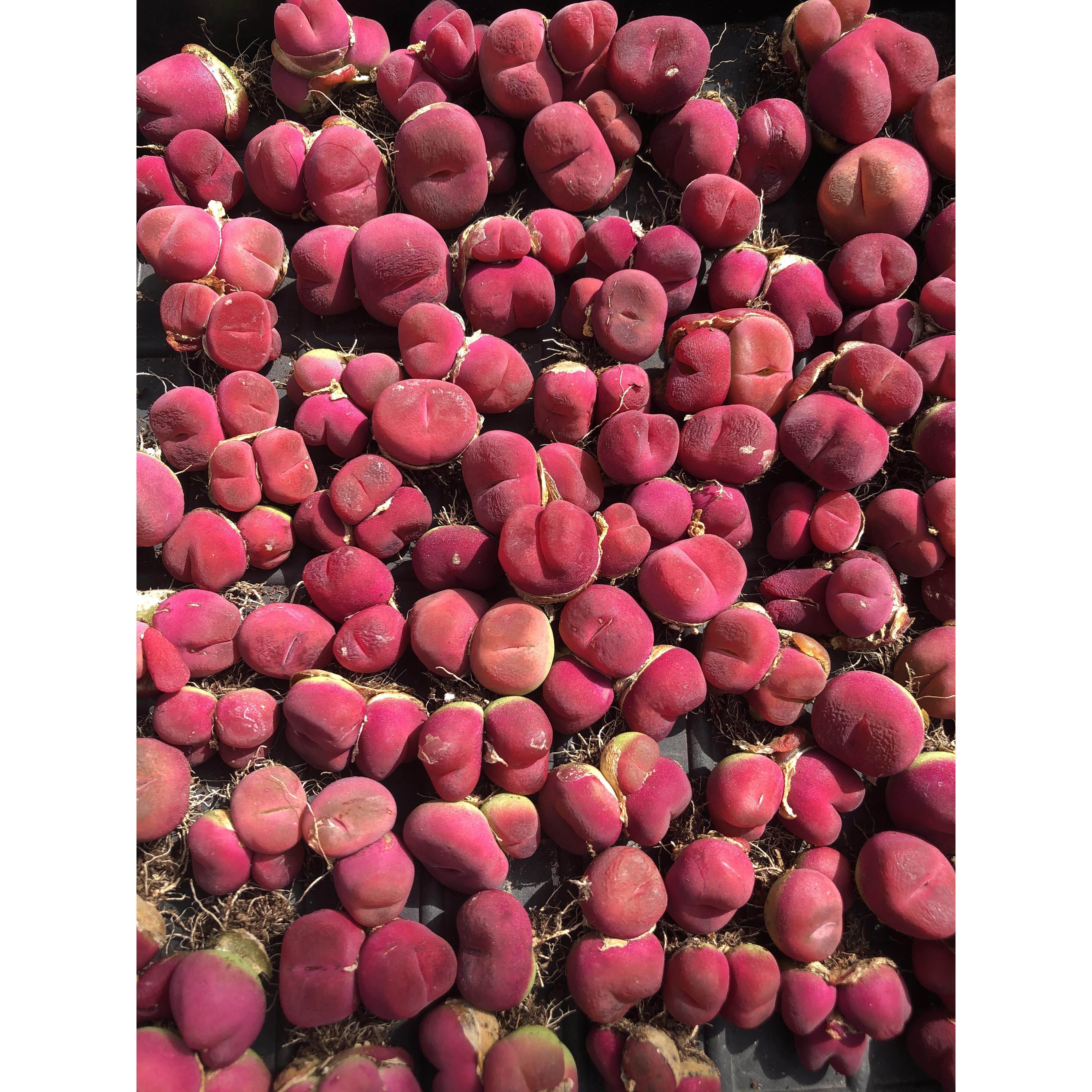 毛汉尼肉锥 多肉植物品质红宝石水蜜桃蟠桃母本优选一物一拍