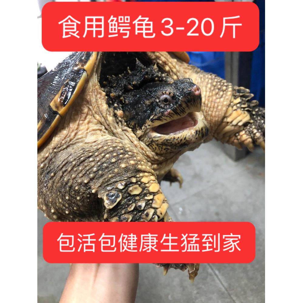 食用鳄龟养殖龟北美大龟小龟商品龟肉龟