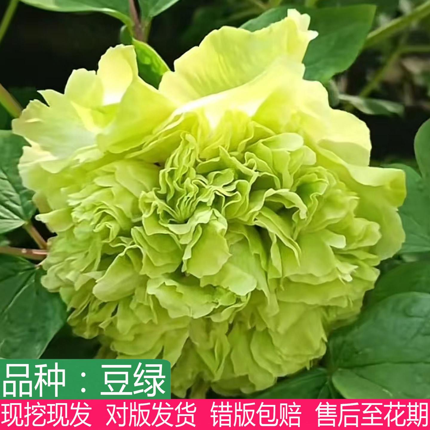 正宗菏泽四大名品豆绿观赏名贵牡丹花苗大花重瓣盆栽庭院阳台种植