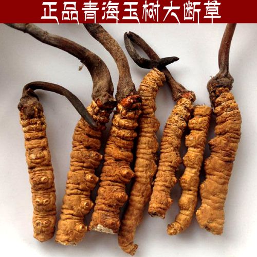 2024野生冬虫夏草断草虫草青海玉树西藏那曲大断草自用可打粉