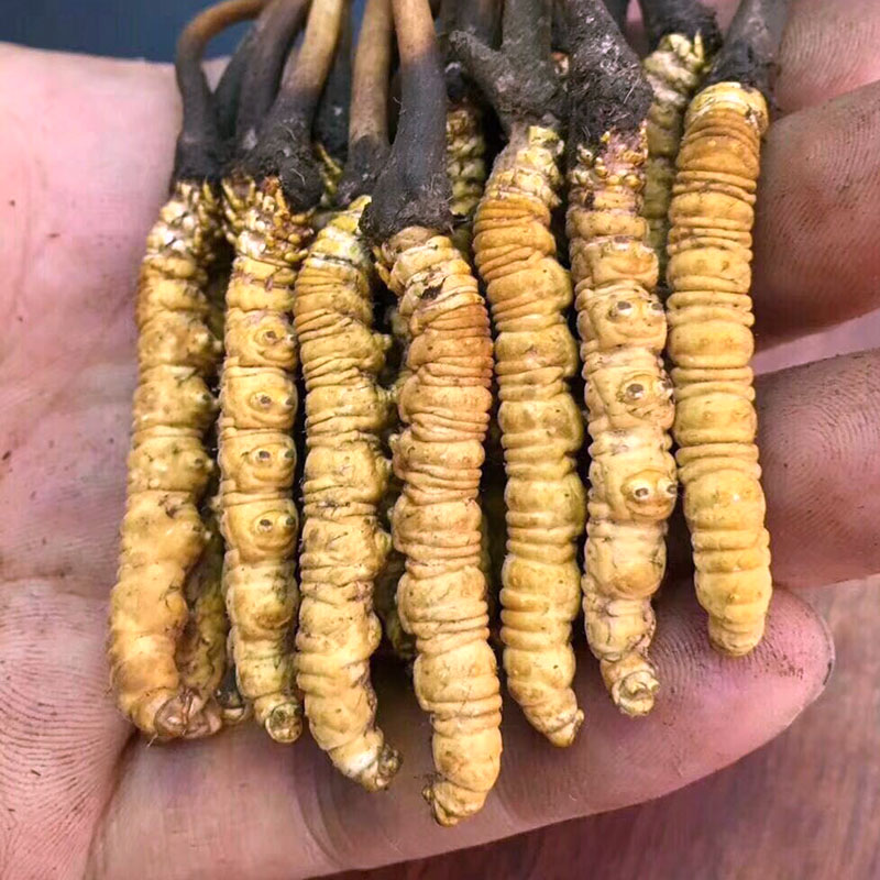 西藏那曲野生新鲜冬虫夏草大断草肉节头期鲜草特级冻干鲜虫草