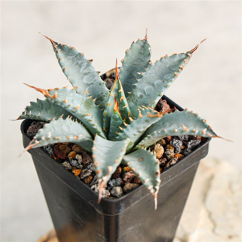 【朴原】曲刺妖炎龙舌兰 Agave utahensis 珍奇阳台窗台多肉盆栽