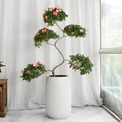 金叶子造型游龙杜鹃花盆栽盆景室内外绿植花卉一帆风顺西玛小桃红